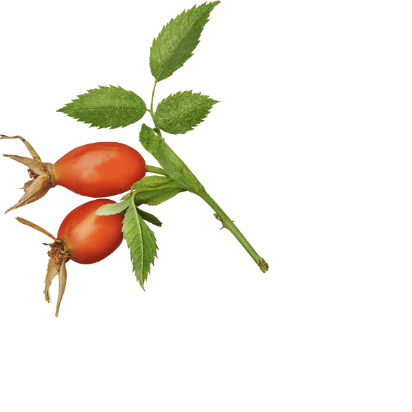 illustrated fruit